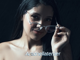 Antonellaterrier