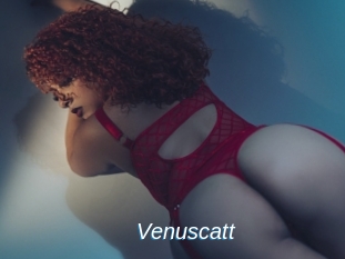 Venuscatt